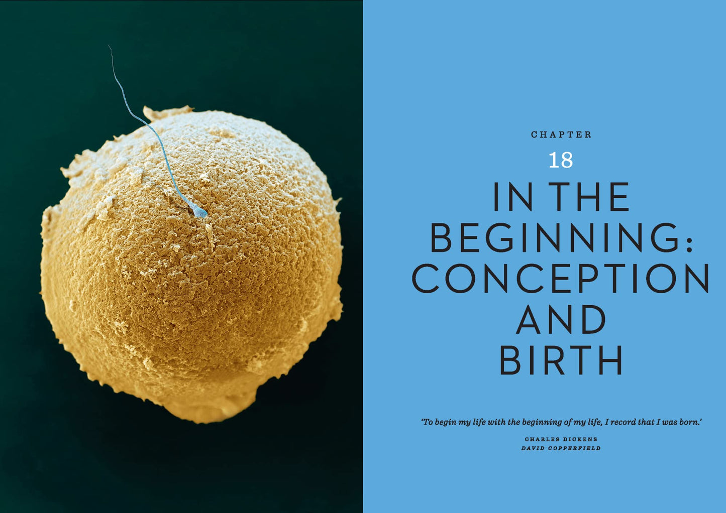 The Body Illustrated A Guide for Occupants