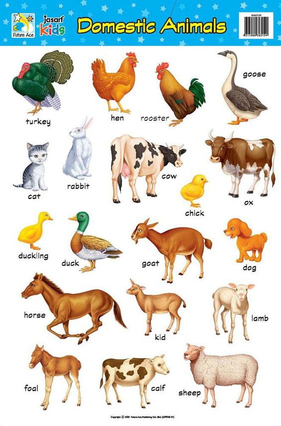 Jasart Learning Wall Chart, DOMESTIC ANIMALS, Bright Brilliant Colours, Laminated Chart