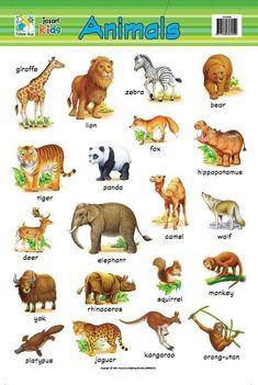 Jasart Learning Wall Chart, ANIMALS, Bright Brilliant Colours, Laminated Chart