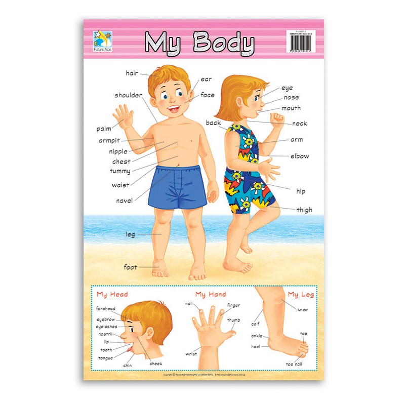 Jasart Learning Wall Chart, MY BODY, Bright Brilliant Colours, Laminated Chart